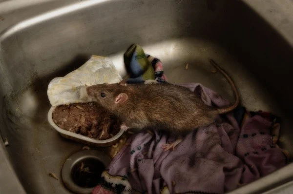 will-rodents-cause-property-damage