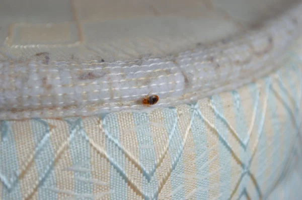 bed-bug-prevention-and-control-in-bakersfield-ca