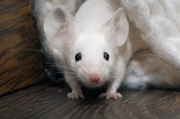 who-is-the-best-rodent-control-company-in-visalia-ca