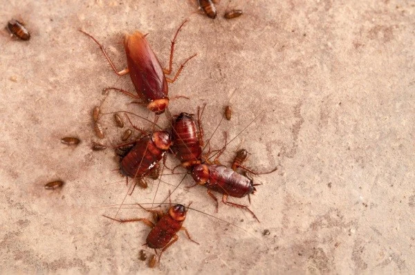 are-cockroaches-hard-to-get-rid-of