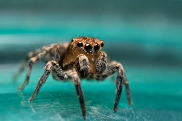 how-do-i-determine-if-i-have-a-spider-infestation-in-my-home
