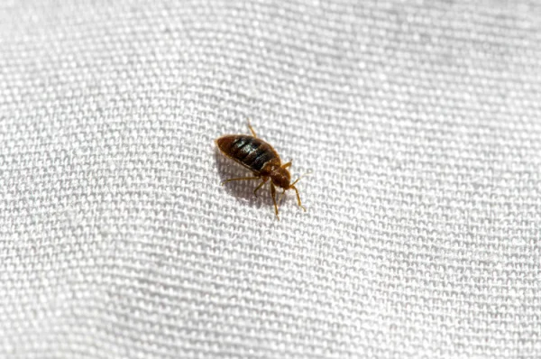 how-do-i-determine-if-i-have-bed-bugs