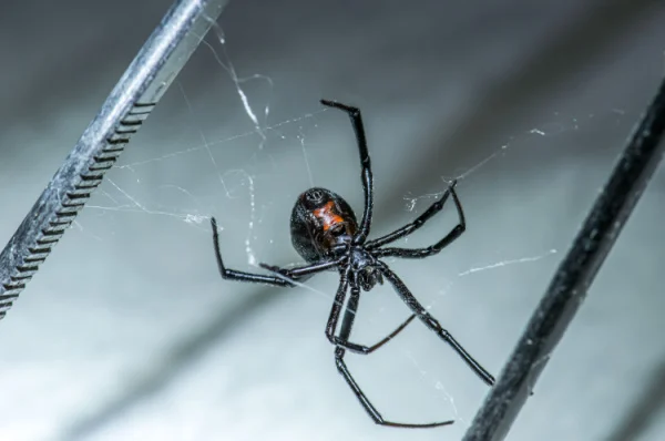 Black Widow Control Experts in Visalia