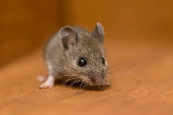 rodent-elimination-experts-in-visalia-ca