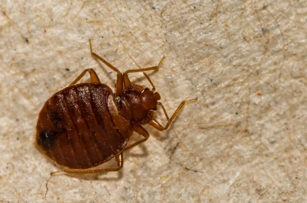 what-do-bed-bugs-look-like