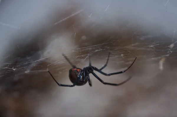 Spiders