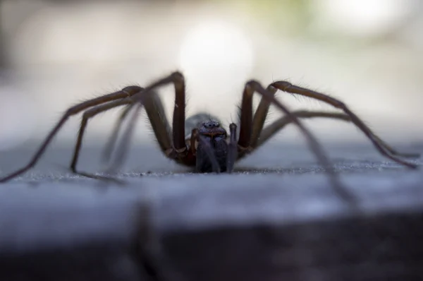 tulare-county-spider-control-experts