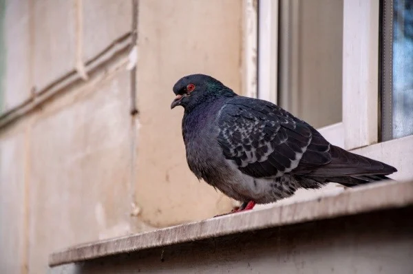 pigeon-control-treatment-for-visalia-homeowners