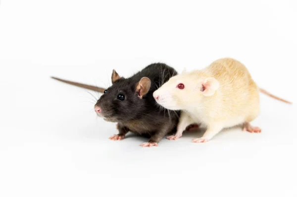 do-rats-carry-and-spread-diseases