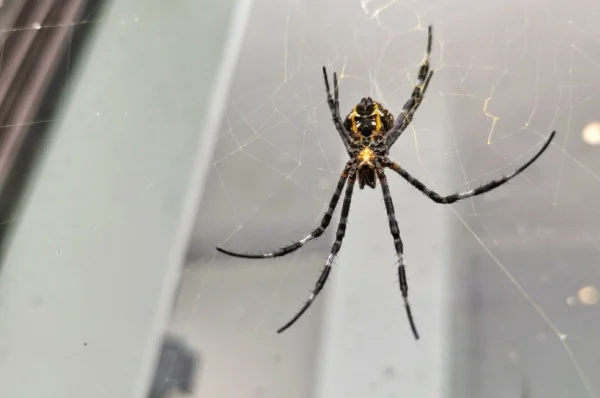 Spiders