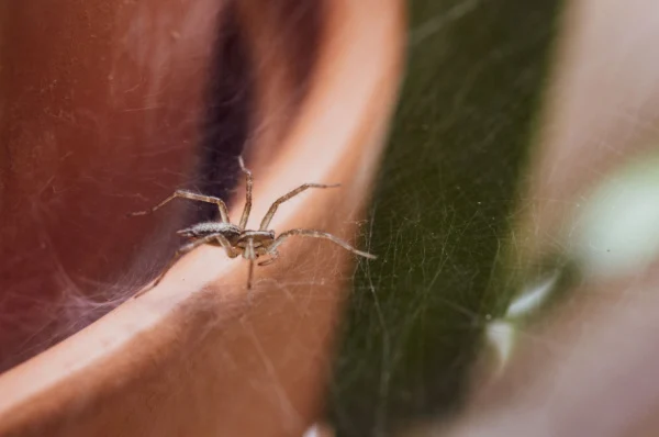 Spiders