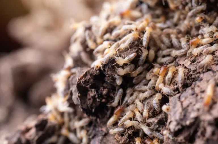 simple-termite-prevention-tips-for-residents-in-visalia-ca