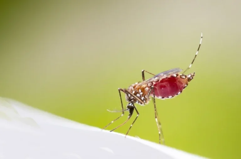 Mosquitoes
