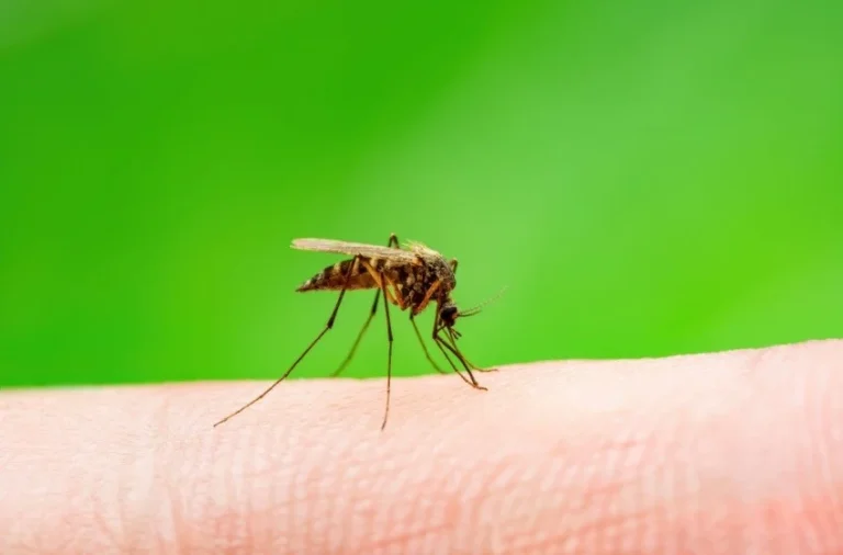 Mosquitoes