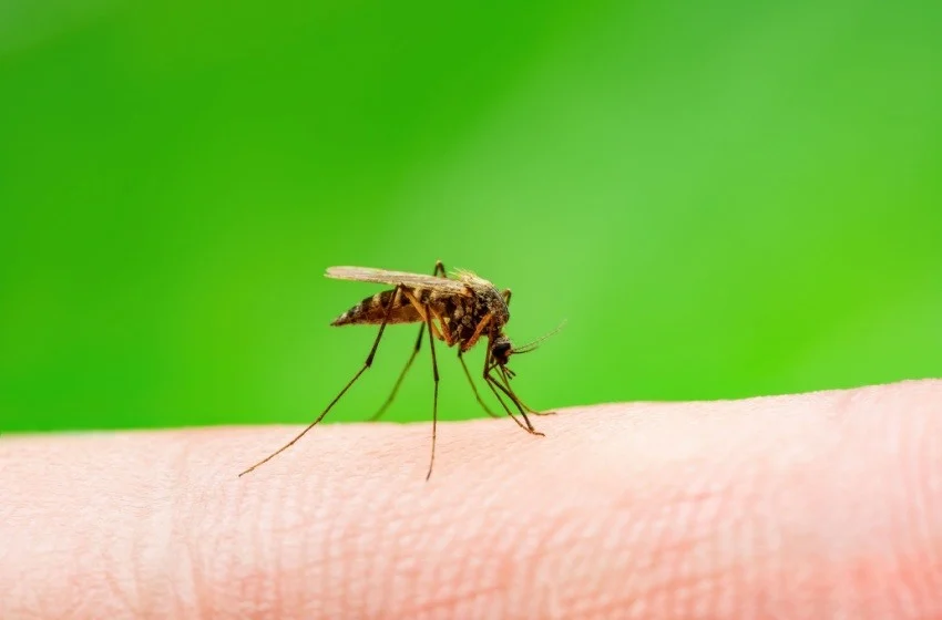 Mosquitoes