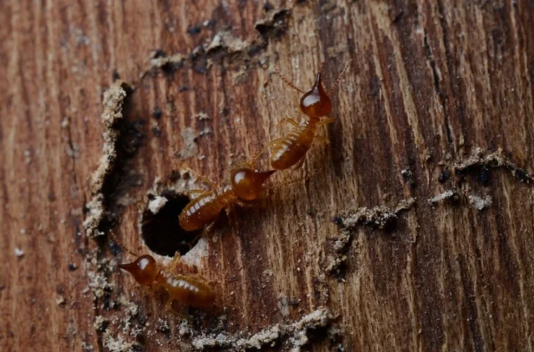 termite-proofing-your-visalia-home-essential-tips-for-prevention