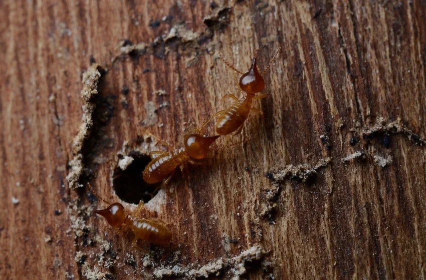 termite-proofing-your-visalia-home-essential-tips-for-prevention