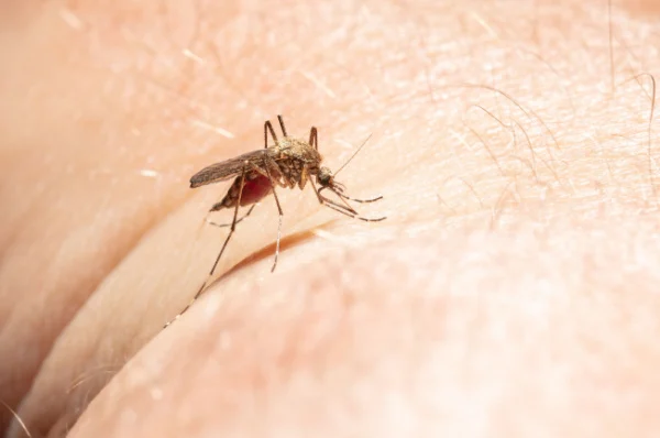 Mosquito
