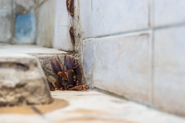 why-am-i-seeing-cockroaches-in-my-home