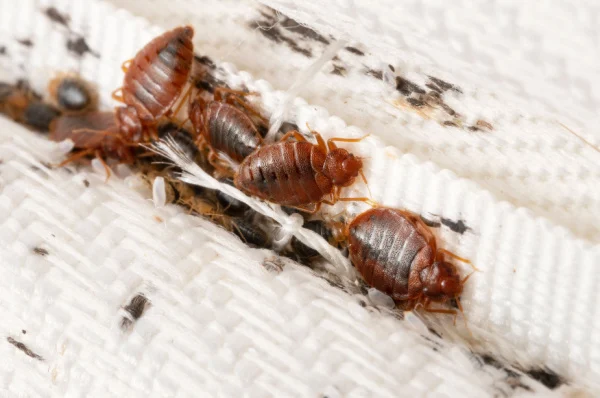 are-bed-bugs-difficult-to-get-rid-of