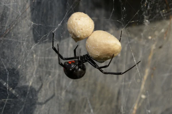 what-types-of-spiders-live-in-visalia