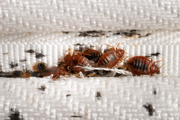 how-do-i-know-if-i-have-a-bed-bug-infestation-in-my-home