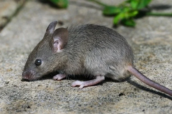 Mouse