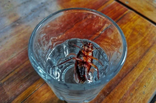 roach-elimination-tips-for-bakersfield-homeowners