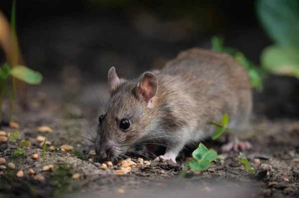 do-rats-carry-and-spread-disease-to-humans