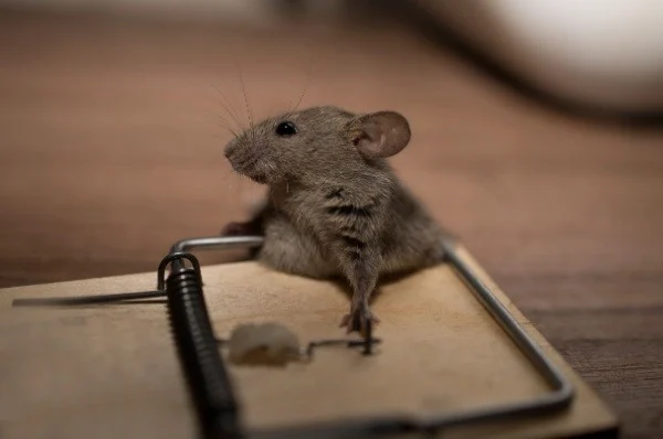 mouse-traps-vs.-using-a-professional
