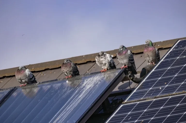 what-should-i-do-if-i-have-a-pigeon-problem-on-my-property