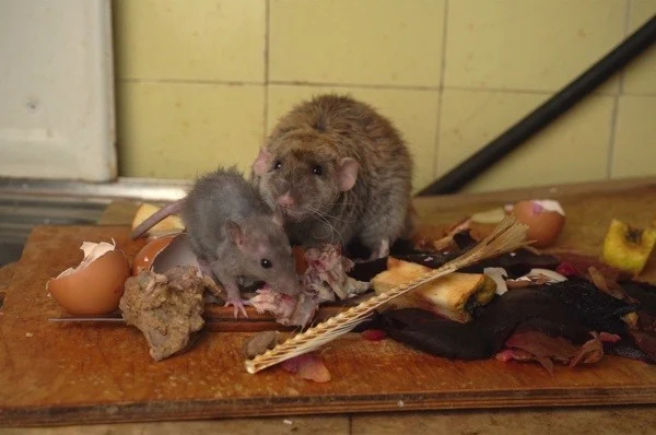 protect-your-bakersfield-home-from-a-rodent-problem