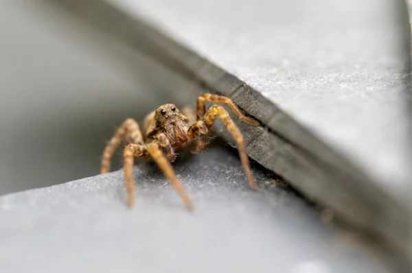 can-i-get-rid-of-a-spider-problem-on-my-own-1