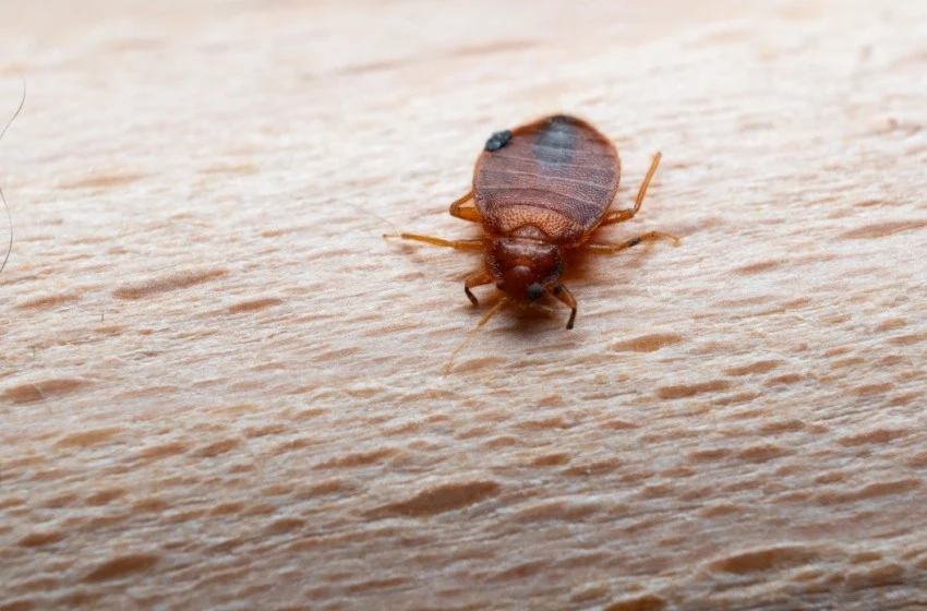 are-bed-bugs-a-common-problem-in-tulare-county