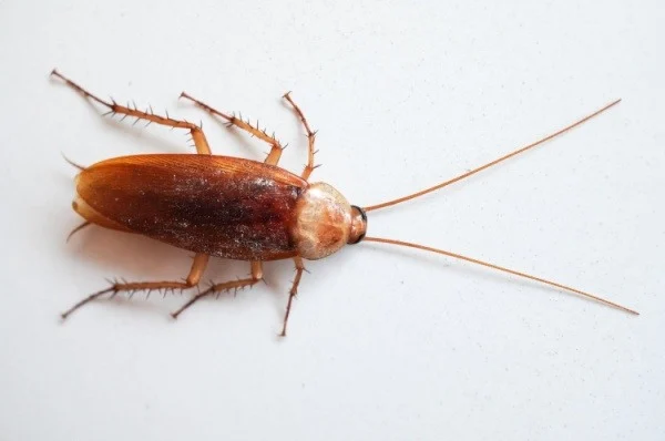 cockroach-exterminators-in-bakersfield-ca