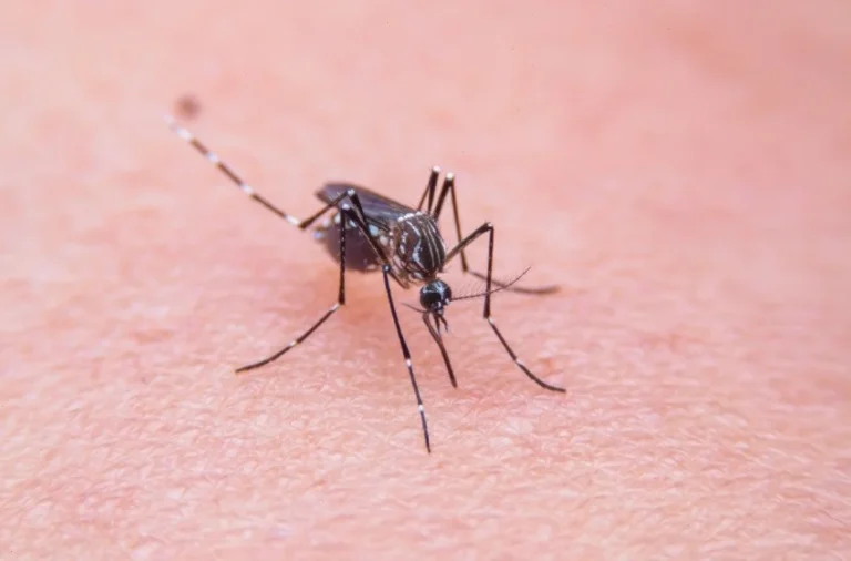 when-is-mosquito-season-in-tulare-county-1