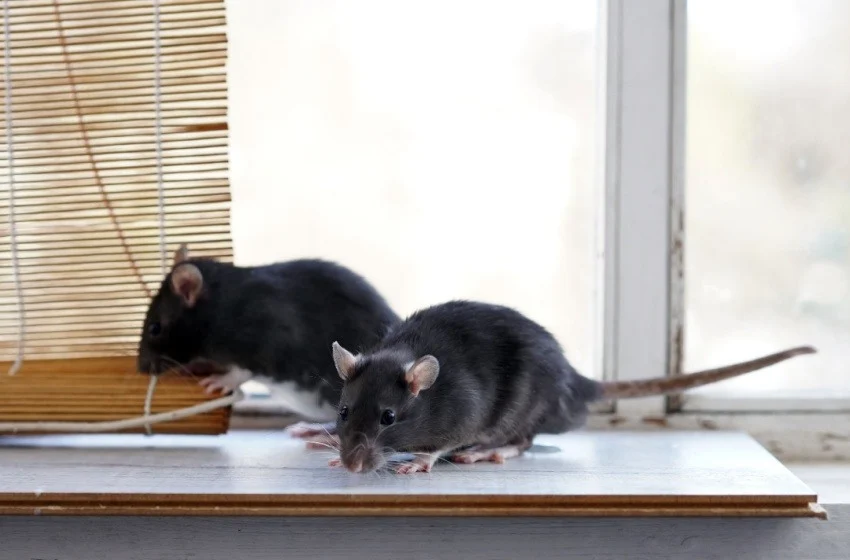 protect-your-bakersfield-home-from-mice-and-rats