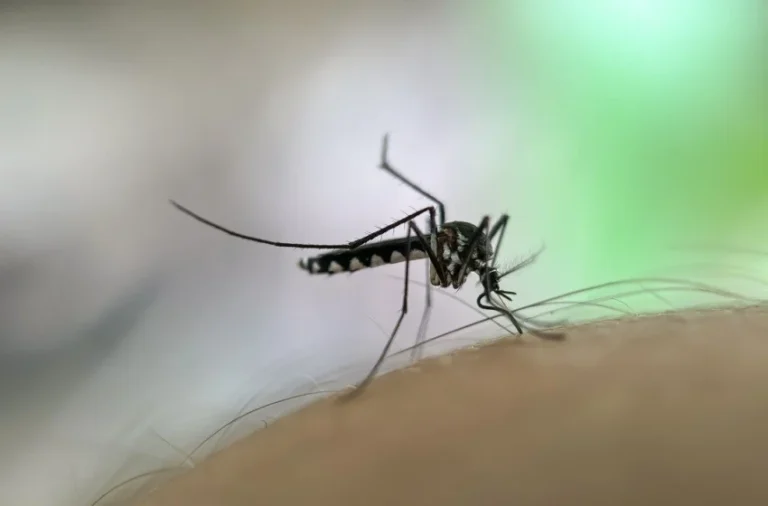 are-there-diy-mosquito-control-options-that-work
