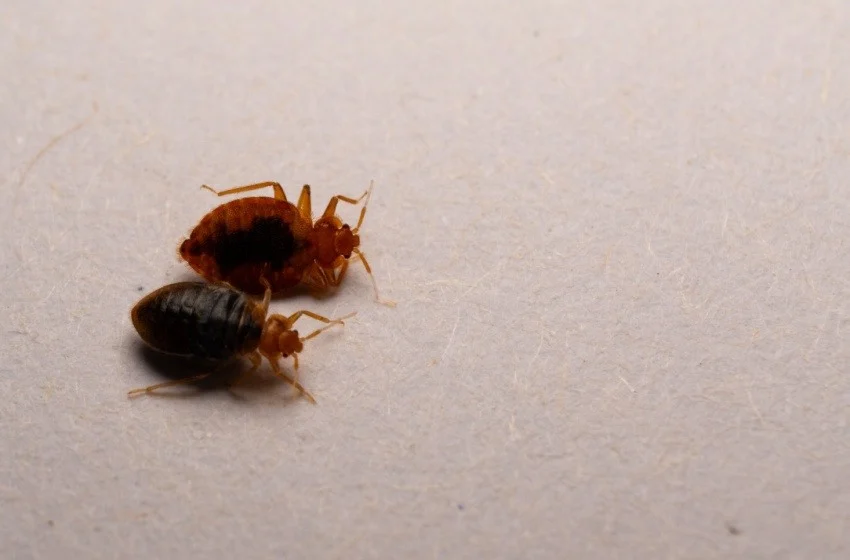 bed-bug-treatment-options-for-visalia-homeowners