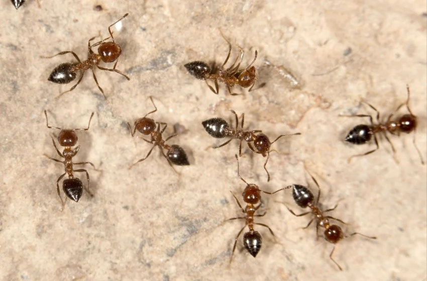 Ants