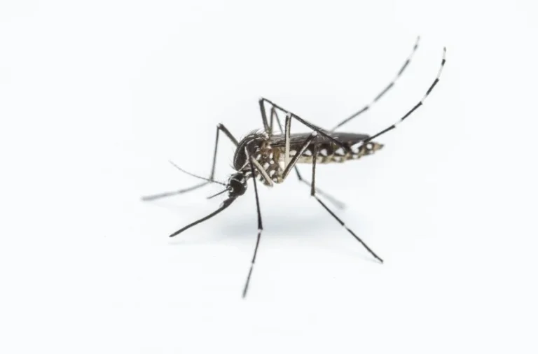 best-mosquito-exterminators-in-bakersfield-ca