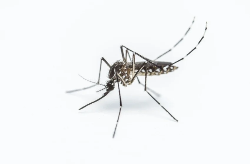 best-mosquito-exterminators-in-bakersfield-ca