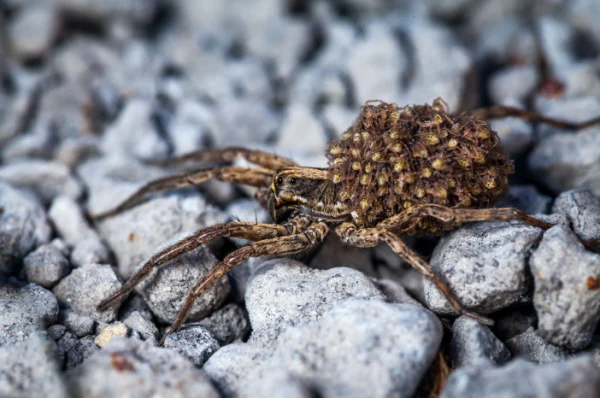 is-the-san-joaquin-valley-a-hot-spot-for-spider-activity