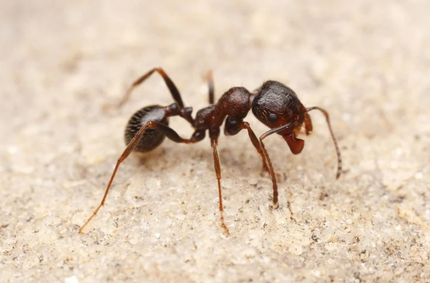 Ant types