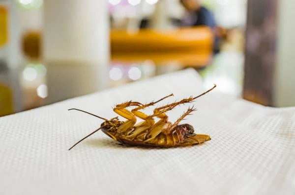what-should-i-do-if-find-cockroaches-in-my-restaurant