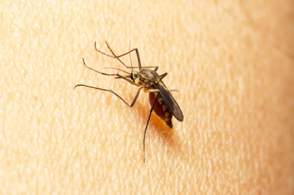 why-are-mosquitoes-taking-over-my-yard