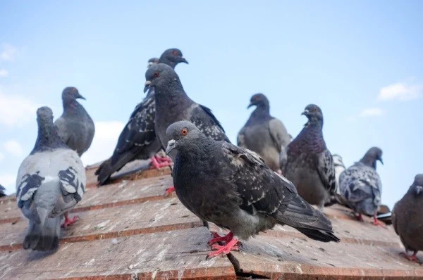 what-should-i-do-if-i-have-pigeons-on-my-roof