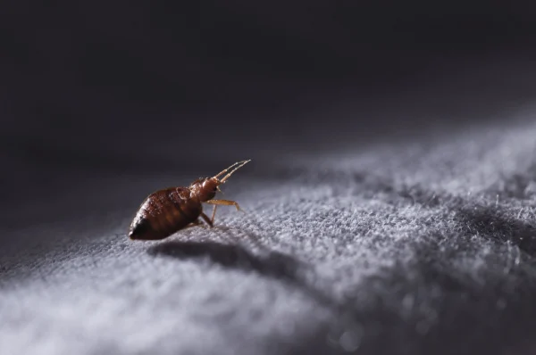 Bed bug
