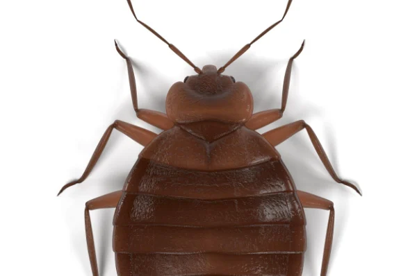 are-bed-bugs-active-in-the-colder-months