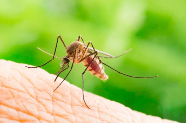bakersfield-ca-mosquito-control-experts